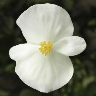 Compra BEGONIA ASCOT BRONZE WHITE Pildorada F1 (1.000 Semillas) en la tienda online Fito Agrícola