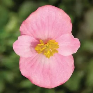 Compra BEGONIA ASCOT PINK Pildorada F1 (1.000 Semillas) en la tienda online Fito Agrícola