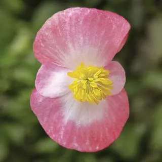 Compra BEGONIA ASCOT ROSE BICOLOR Pildorada F1 (1.000 Semillas) en la tienda online Fito Agrícola