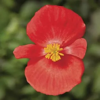 Compra BEGONIA ASCOT SCARLET Pildorada F1 (1.000 Semillas) en la tienda online Fito Agrícola