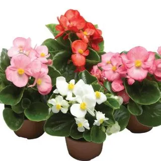 Compra BEGONIA TOPSPIN MIX Pildorada F1 (1.000 Semillas) en la tienda online Fito Agrícola