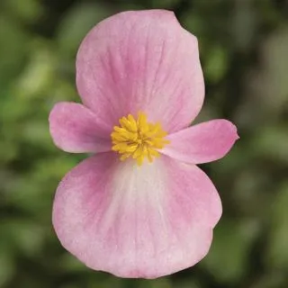 Compra BEGONIA TOPSPIN PINK Pildorada F1 (1.000 Semillas) en la tienda online Fito Agrícola