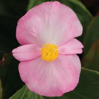 Compra BEGONIA TOPHAT PINK Pildorada F1 (1.000 Semillas) en la tienda online Fito Agrícola