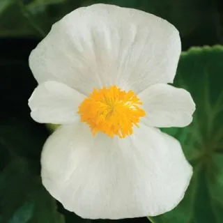 Compra BEGONIA TOPHAT WHITE Pildorada F1 (1.000 Semillas) en la tienda online Fito Agrícola