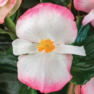 Compra BEGONIA TOPHAT ROSE BICOLOR Pildorada F1 (1.000 Semillas) en la tienda online Fito Agrícola