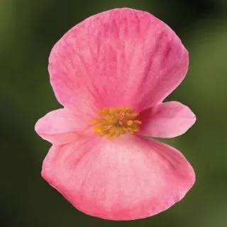 Compra BEGONIA BIONIC PINK Pildorada F1 (1.000 Semillas) en la tienda online Fito Agrícola