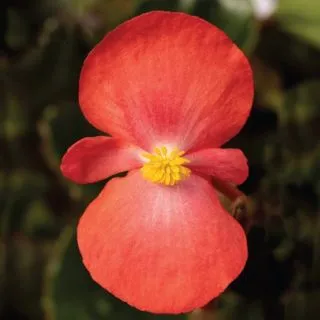Compra BEGONIA BIONIC RED Pildorada F1 (1.000 Semillas) en la tienda online Fito Agrícola
