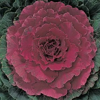 Compra COL ORNAMENTAL KYOTO RED GREEN SMOOTH LEAF F1 (1000 Semillas). en la tienda online Fito Agrícola