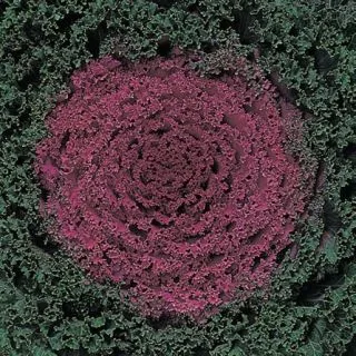 Compra COL ORNAMENTAL KYOTO VIOLET GREEN CURLED LEAF F1 (1000 Semillas). en la tienda online Fito Agrícola