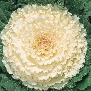 Compra COL ORNAMENTAL KYOTO WHITE GREEN SMOOTH LEAF F1 (1000 Semillas). en la tienda online Fito Agrícola