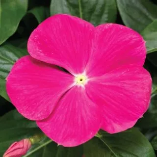 Compra VINCA CORA CASCADE XDR BRIGHT ROSE F1 (1000 Semillas). en la tienda online Fito Agrícola