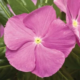 Compra VINCA CORA CASCADE XDR LAVENDER WITH EYE F1 (1000 Semillas). en la tienda online Fito Agrícola