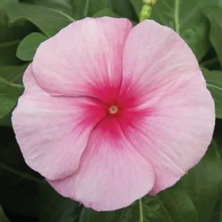 Compra VINCA CORA CASCADE XDR STRAWBERRY F1 (1000 Semillas). en la tienda online Fito Agrícola