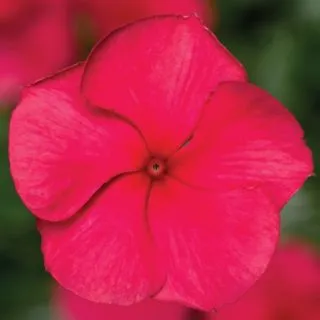 Compra VINCA CORA CASCADE XDR CHERRY IMPROVED F1 (1000 Semillas). en la tienda online Fito Agrícola