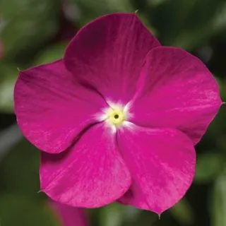 Compra VINCA CORA CASCADE XDR VIOLET F1 (1000 Semillas). en la tienda online Fito Agrícola