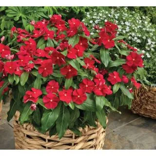 Compra VINCA CORA CLASSIC RED F1 (1000 Semillas). en la tienda online Fito Agrícola