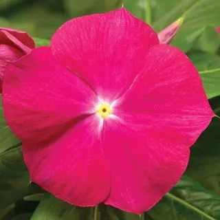 Compra VINCA CORA XDR CRANBERRY F1 (1000 Semillas). en la tienda online Fito Agrícola