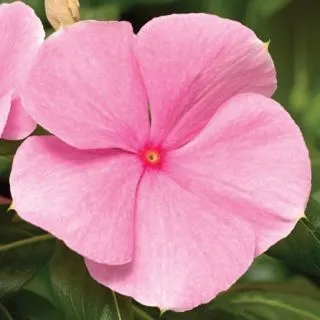Compra VINCA CORA XDR LIGHT PINK F1 (1000 Semillas). en la tienda online Fito Agrícola