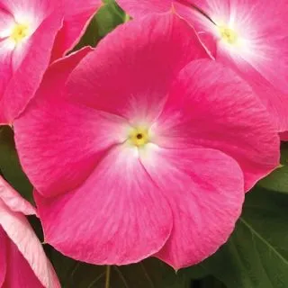 Compra VINCA CORA XDR PINK HALO F1 (1000 Semillas). en la tienda online Fito Agrícola