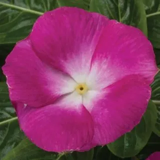 Compra VINCA CORA XDR MAGENTA HALO F1 (1000 Semillas). en la tienda online Fito Agrícola