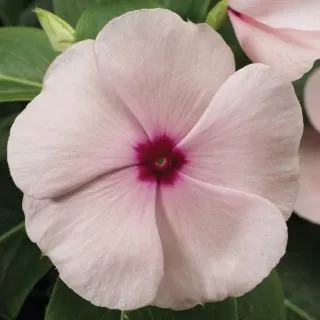 Compra VINCA SUNSTORM APRICOT F1 (1000 Semillas). en la tienda online Fito Agrícola