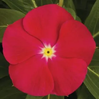 Compra VINCA SUNSTORM BRIGHT RED F1 (1000 Semillas). en la tienda online Fito Agrícola