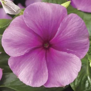 Compra VINCA SUNSTORM DEEP LILAC F1 (1000 Semillas). en la tienda online Fito Agrícola