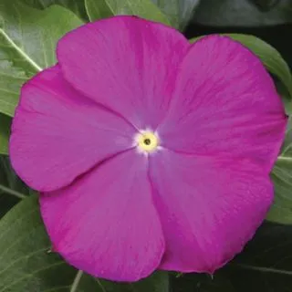 Compra VINCA SUNSTORM DEEP ORCHID F1 (1000 Semillas). en la tienda online Fito Agrícola
