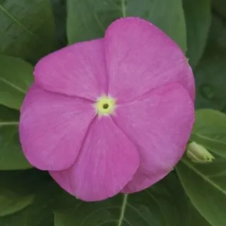 Compra VINCA SUNSTORM DEEP PINK F1 (1000 Semillas). en la tienda online Fito Agrícola