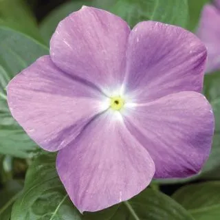 Compra VINCA SUNSTORM LIGHT BLUE WITH EYE F1 (1000 Semillas). en la tienda online Fito Agrícola