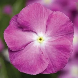 Compra VINCA SUNSTORM ORCHID HALO F1 (1000 Semillas). en la tienda online Fito Agrícola