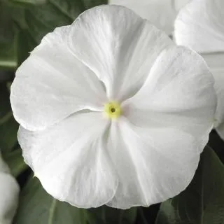Compra VINCA SUNSTORM PURE WHITE F1 (1000 Semillas). en la tienda online Fito Agrícola