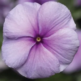 Compra VINCA SUNSTORM PURPLE F1 (1000 Semillas). en la tienda online Fito Agrícola