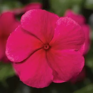 Compra VINCA SUNSTORM RED F1 (1000 Semillas). en la tienda online Fito Agrícola