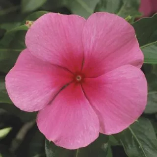 Compra VINCA SUNSTORM ROSE WITH EYE F1 (1000 Semillas). en la tienda online Fito Agrícola
