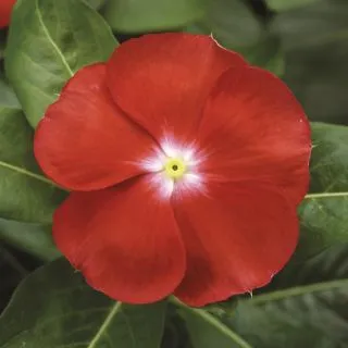 Compra VINCA SUNSTORM SCARLET WITH EYE F1 (1000 Semillas). en la tienda online Fito Agrícola
