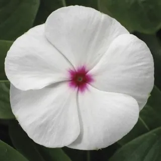 Compra VINCA SUNSTORM WHITE WITH EYE F1 (1000 Semillas). en la tienda online Fito Agrícola