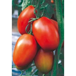 Compra TOMATE GRANOVAL F1 (1000 Semillas) en la tienda online Fito Agrícola