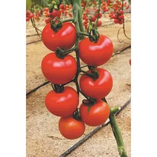 Compra TOMATE KINTILA F1 (1000 Semillas) en la tienda online Fito Agrícola
