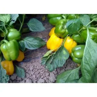 Compra PIMIENTO CHAMAN F1 (1000 Semillas) en la tienda online Fito Agrícola