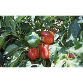 Compra PIMIENTO TRUJILLO F1 (1000 Semillas) en la tienda online Fito Agrícola