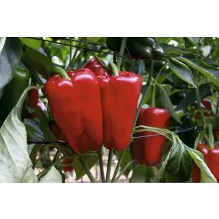 Compra PIMIENTO ESOPO F1 (1000 Semillas) en la tienda online Fito Agrícola