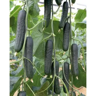 Compra PEPINO DENZEL F1 (1000 Semillas) en la tienda online Fito Agrícola