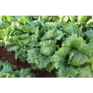 Compra LECHUGA JAYPUR Pildorada (25.000 Semillas) en la tienda online Fito Agrícola