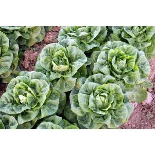 Compra LECHUGA ROSALEDA Pildorada (25.000 Semillas) en la tienda online Fito Agrícola