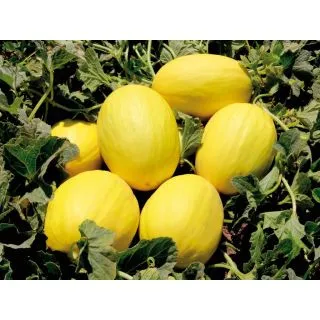 Compra MELÓN BRANDY F1 (1000 Semillas) en la tienda online Fito Agrícola
