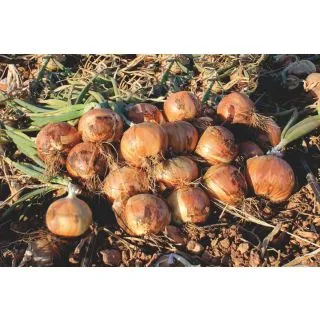 Compra CEBOLLA BORGIA F1 Pildorada (25.000 Semillas) en la tienda online Fito Agrícola