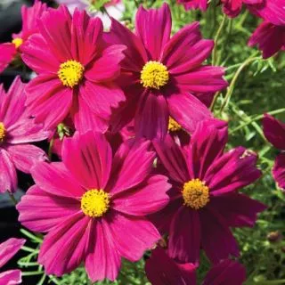 Compra COSMOS APOLLO CARMINE F1 (1000 Semillas). en la tienda online Fito Agrícola