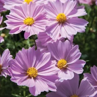 Compra COSMOS APOLLO PINK F1 (1000 Semillas). en la tienda online Fito Agrícola