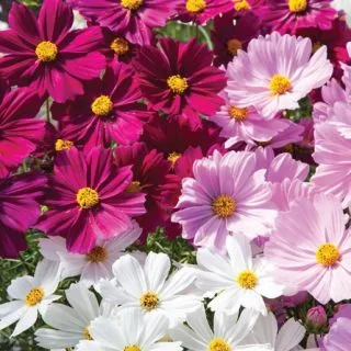 Compra COSMOS APOLLO MIX F1 (1000 Semillas). en la tienda online Fito Agrícola